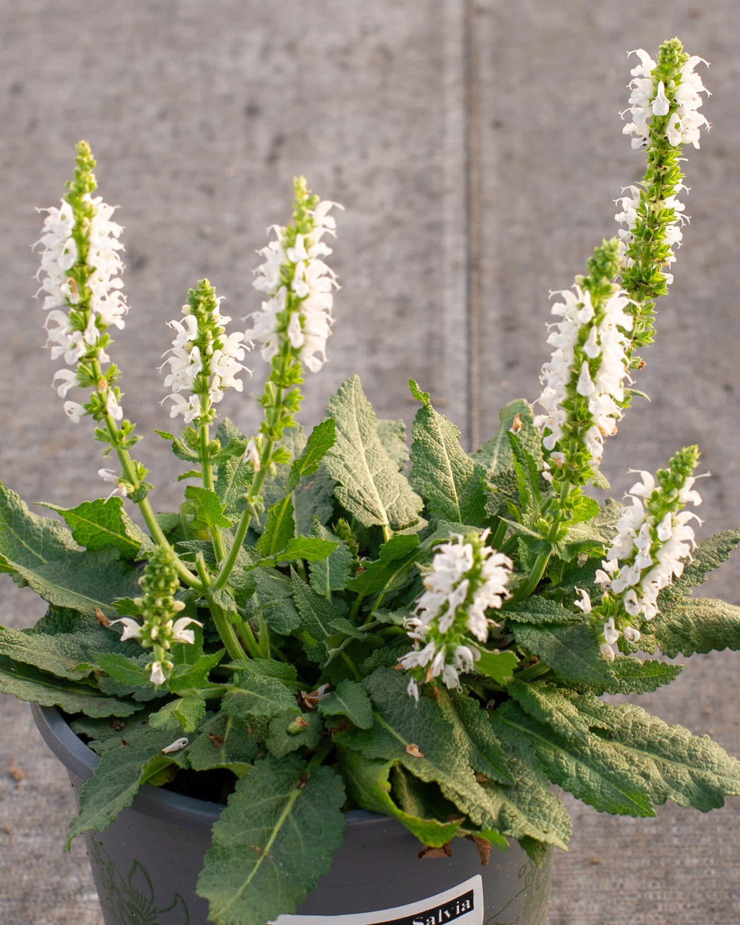 Bumblesnow Salvia - Main Image