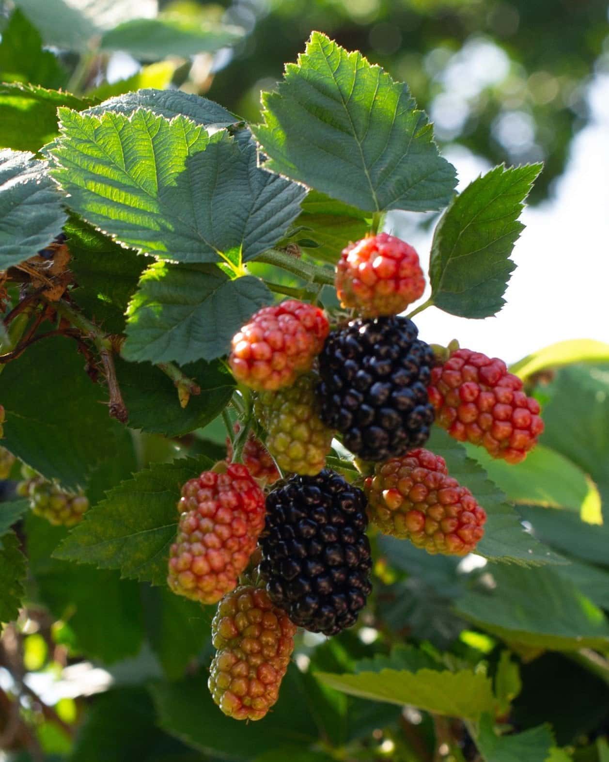 Kiowa Blackberry - Main Image