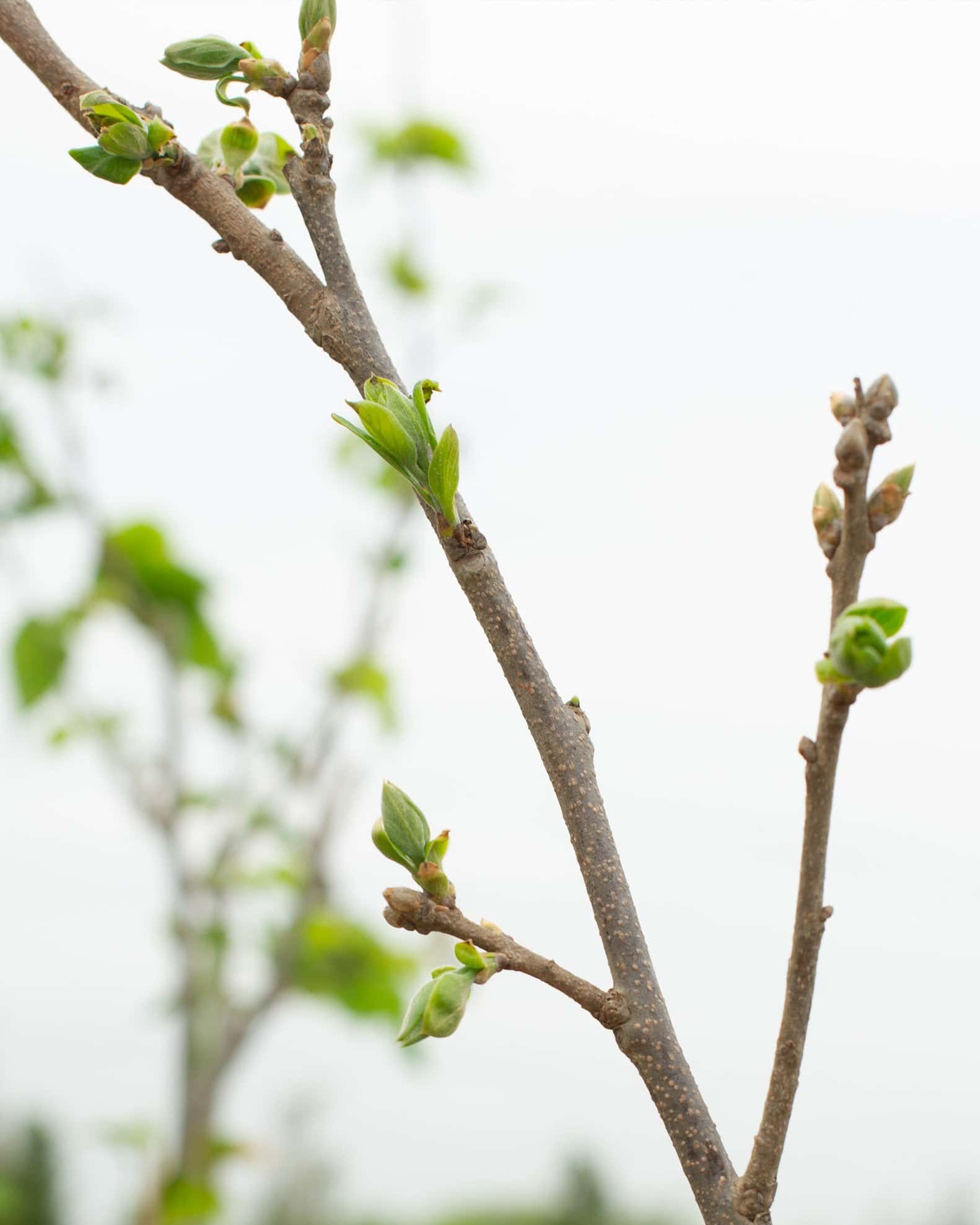 Hachiya Persimmon - Main Image