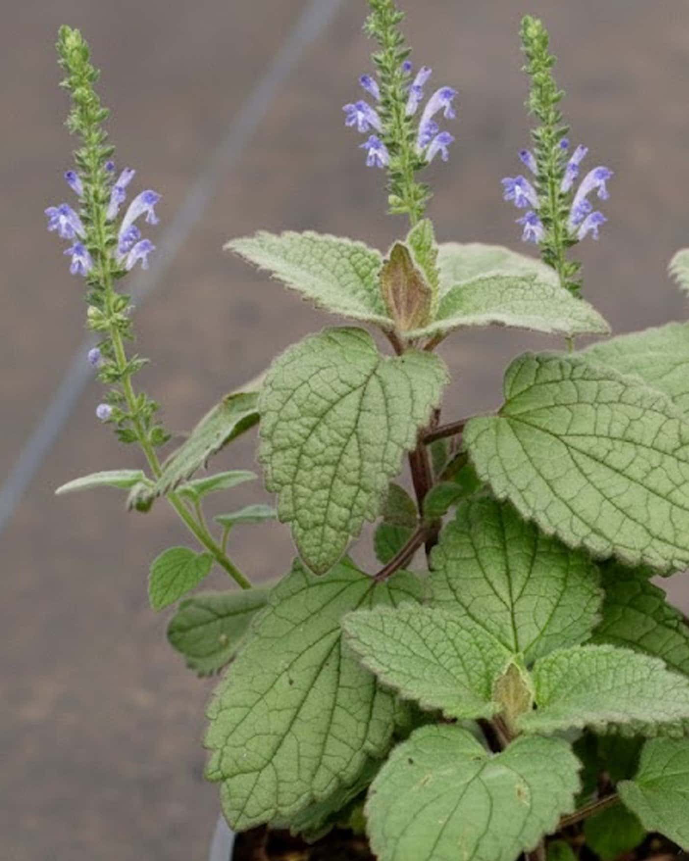 Heartleaf Skullcap - Main Image