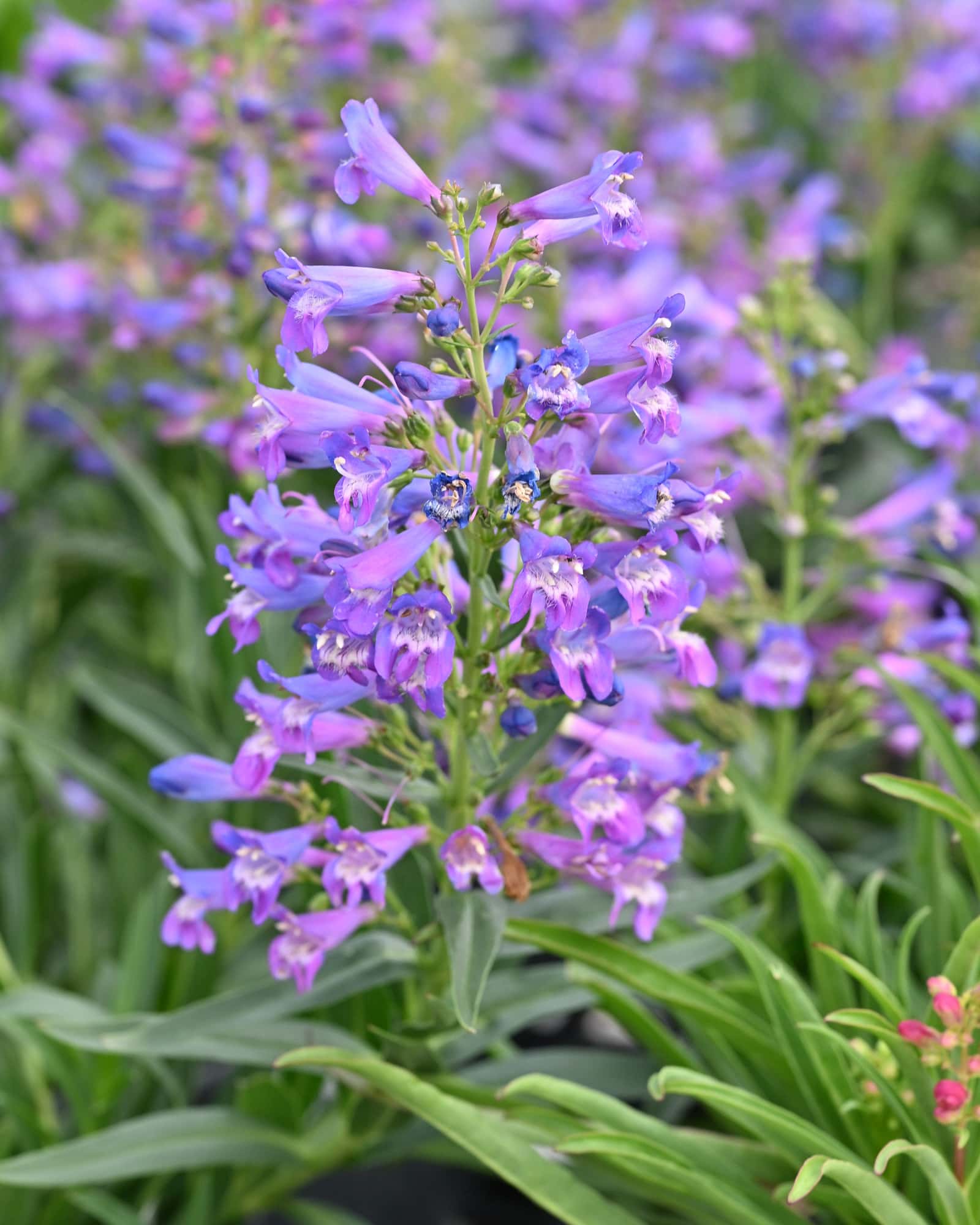 Pristine Blue Penstemon - Main Image