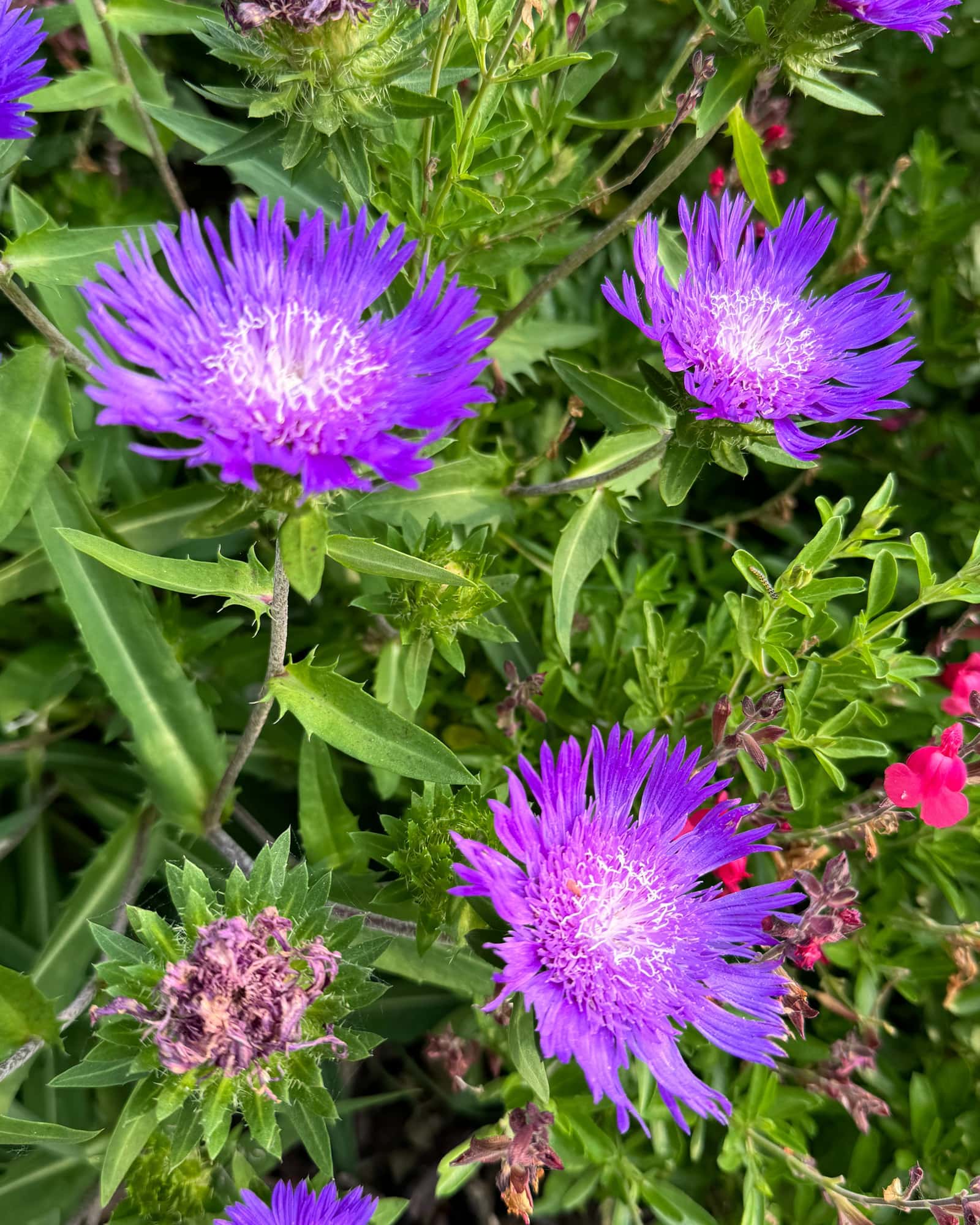 Riptide Stoke's Aster - Main Image