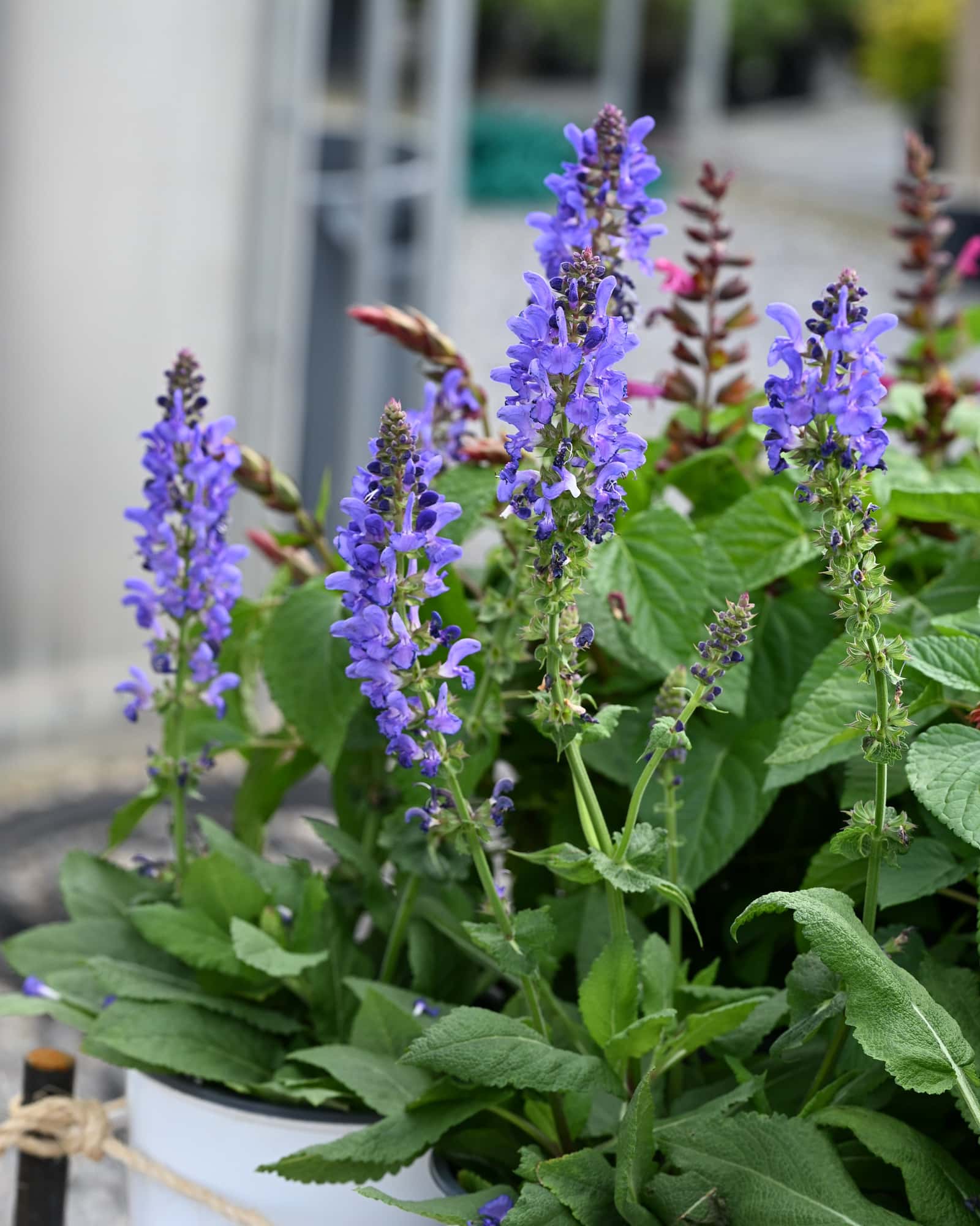 Sky Blue Marvel Salvia - Main Image