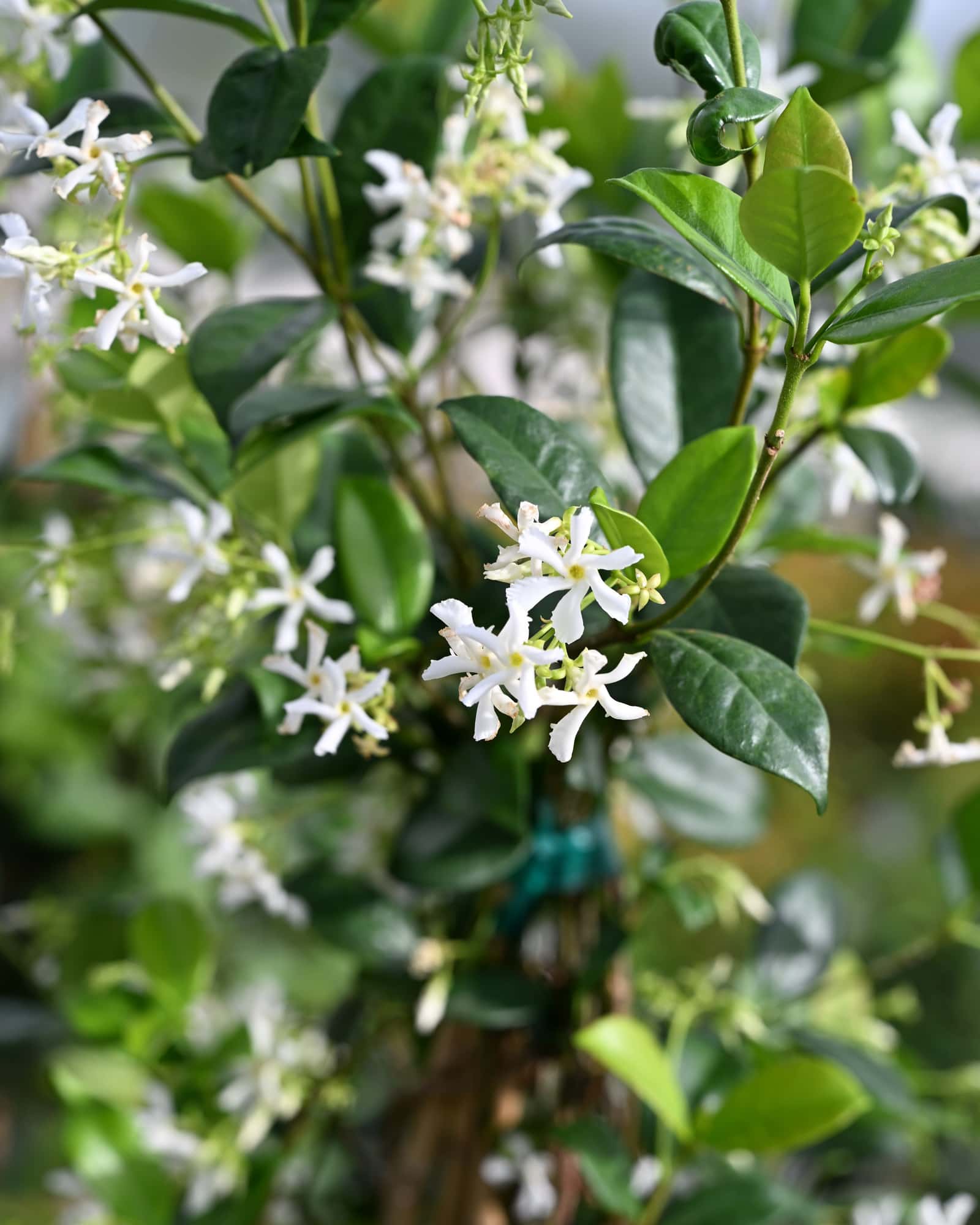 Star Jasmine Madison Hardy - Main Image