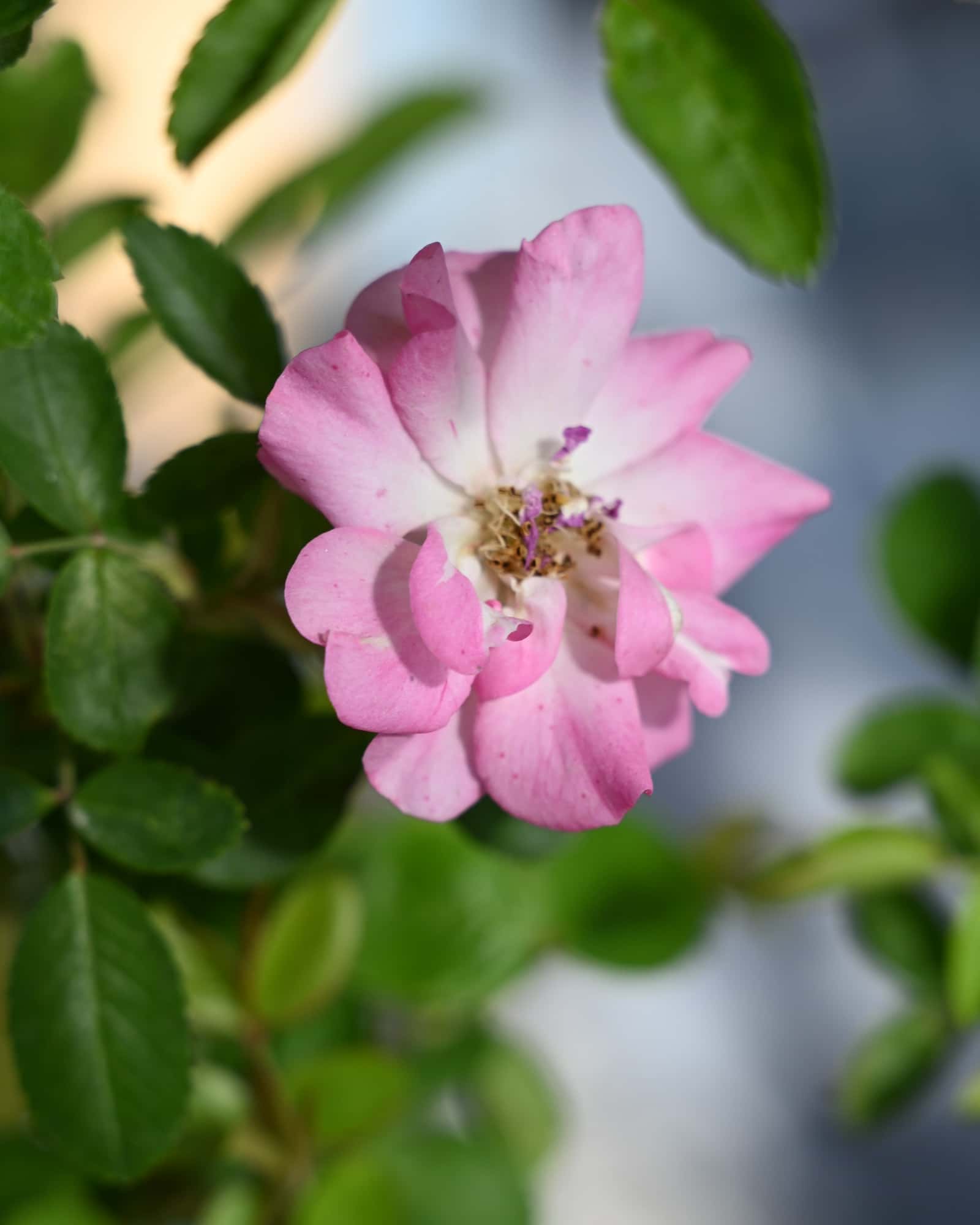 Peggy Martin Climbing Rose - Main Image