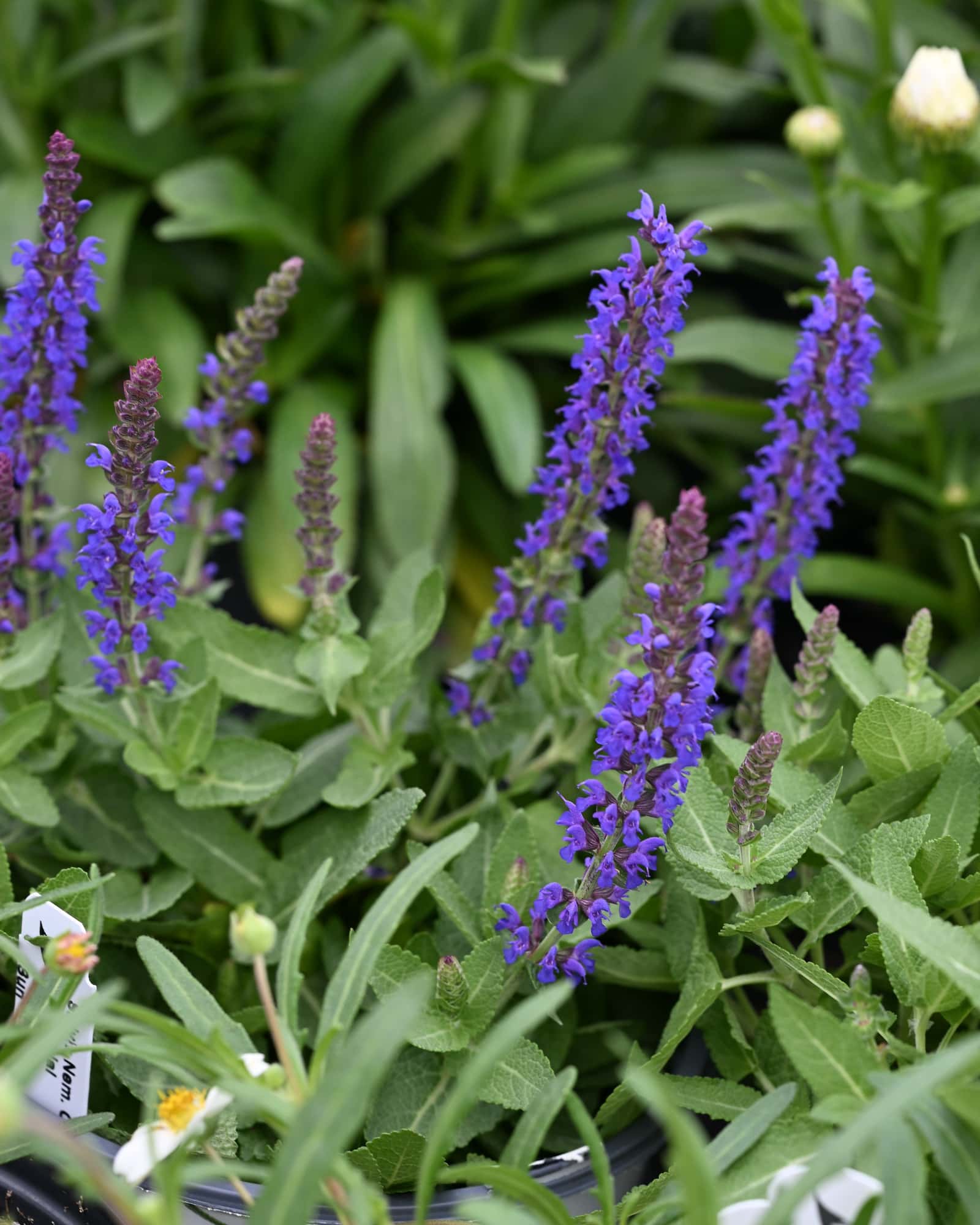 Sensation Compact Deep Blue Salvia - Main Image