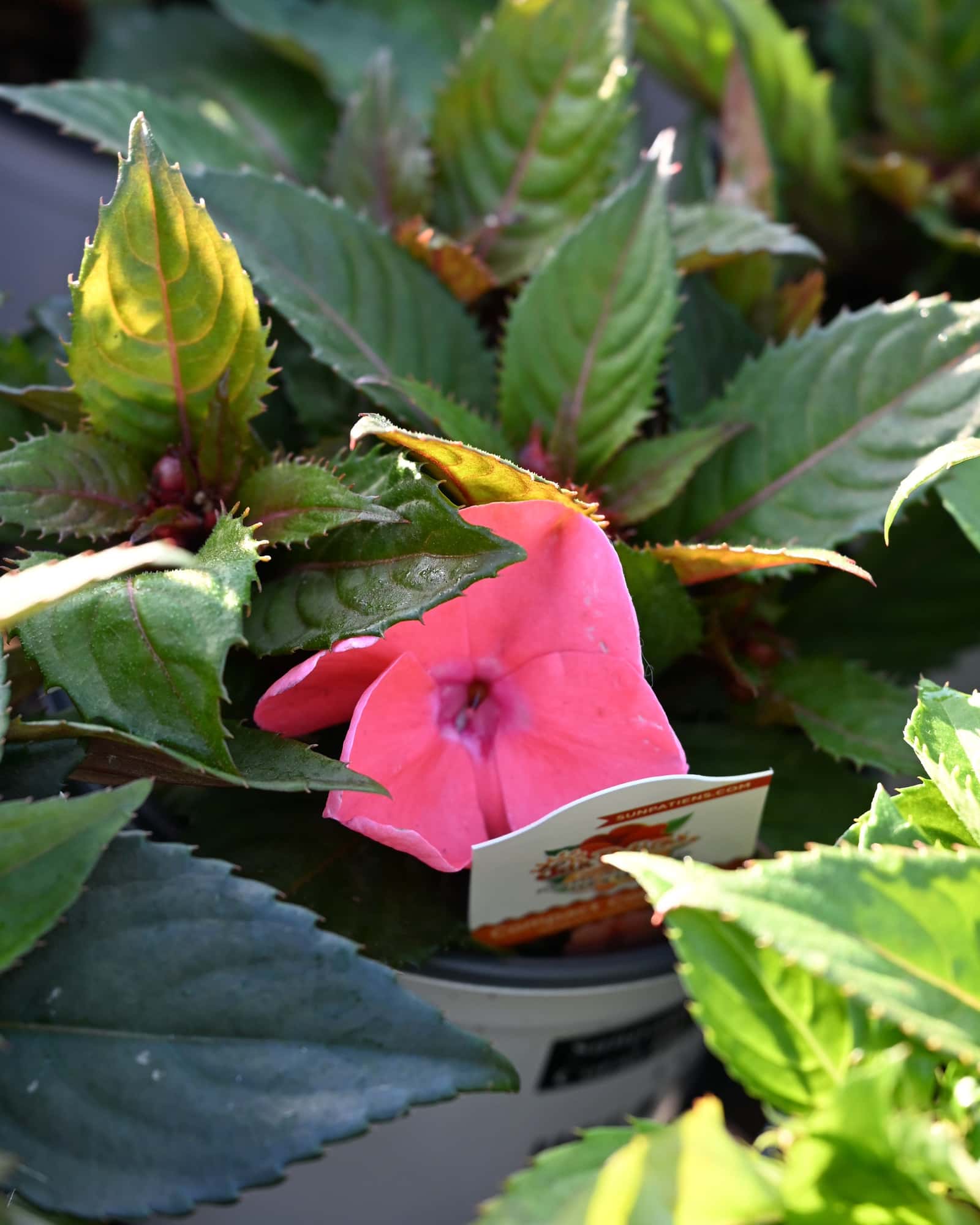 Sunpatiens Compact Coral Pink Impatiens - Main Image