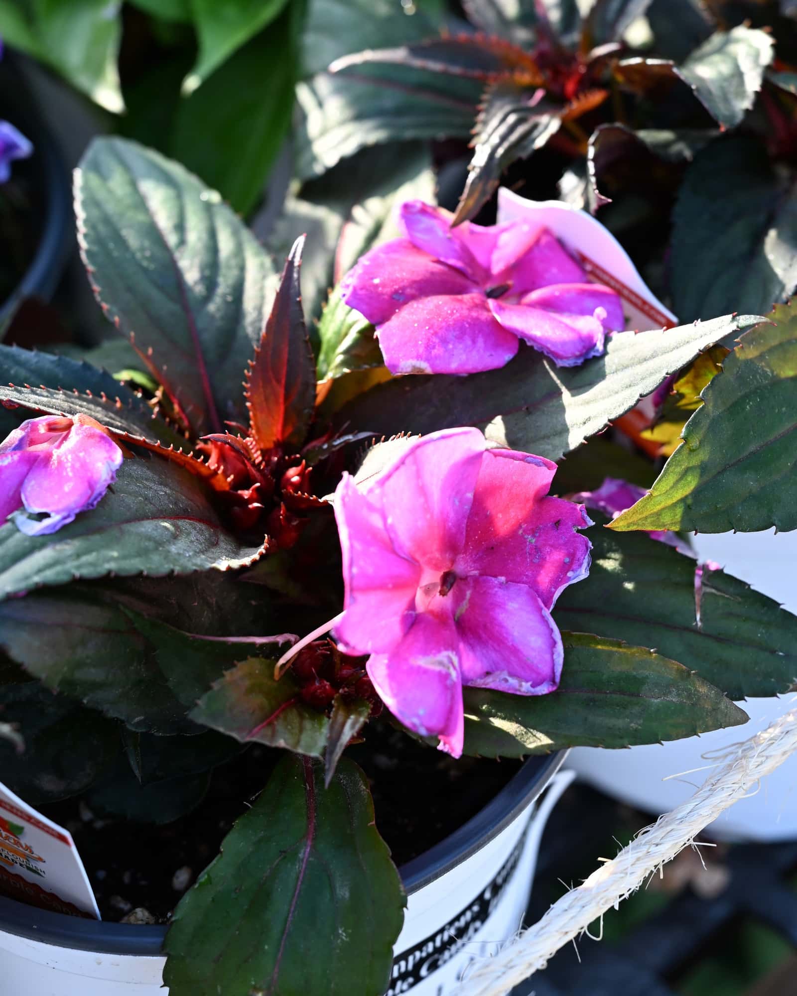 Sunpatiens Compact Purple Candy Impatiens - Main Image