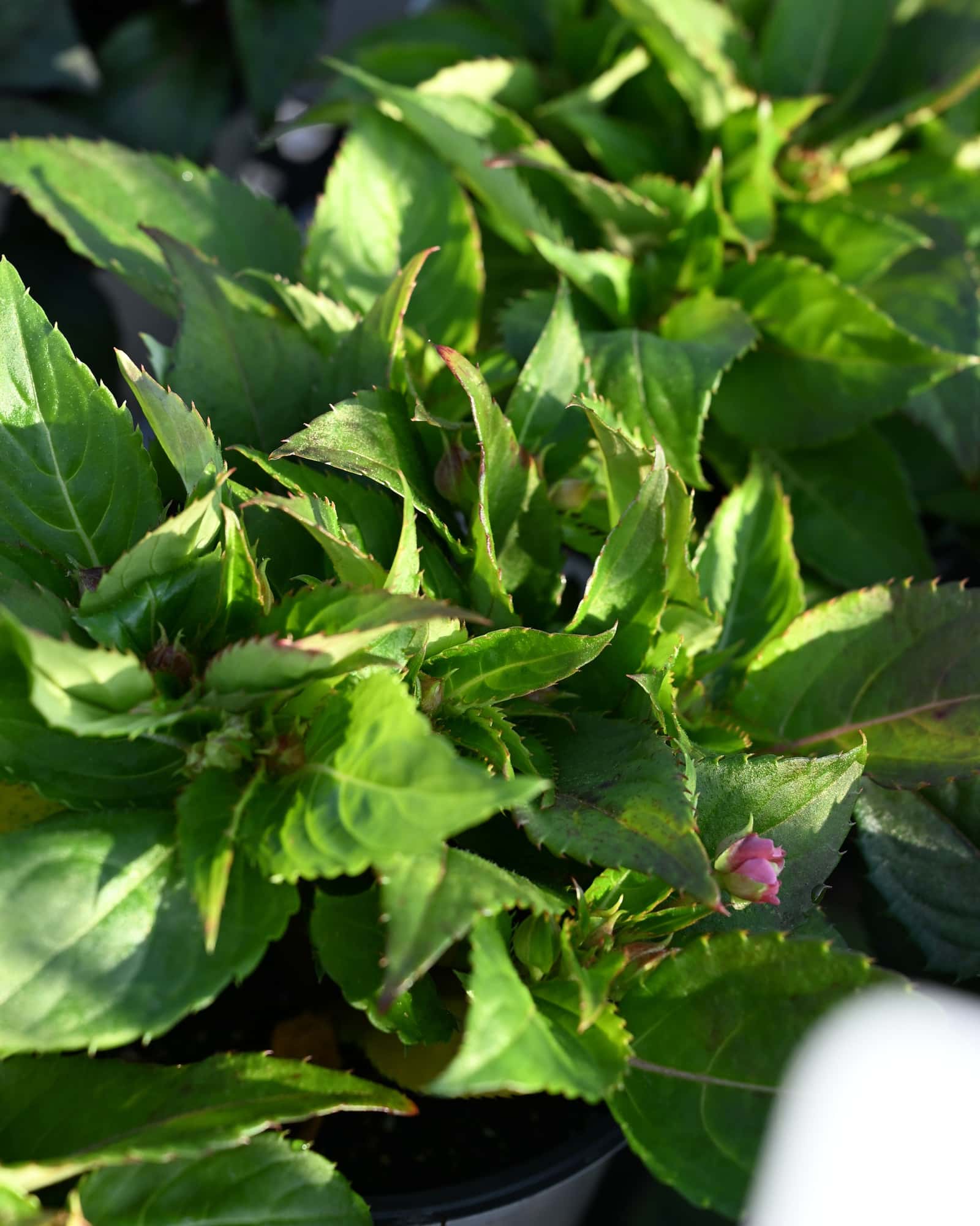 Sunpatiens Compact Electric Orange Impatiens - Main Image