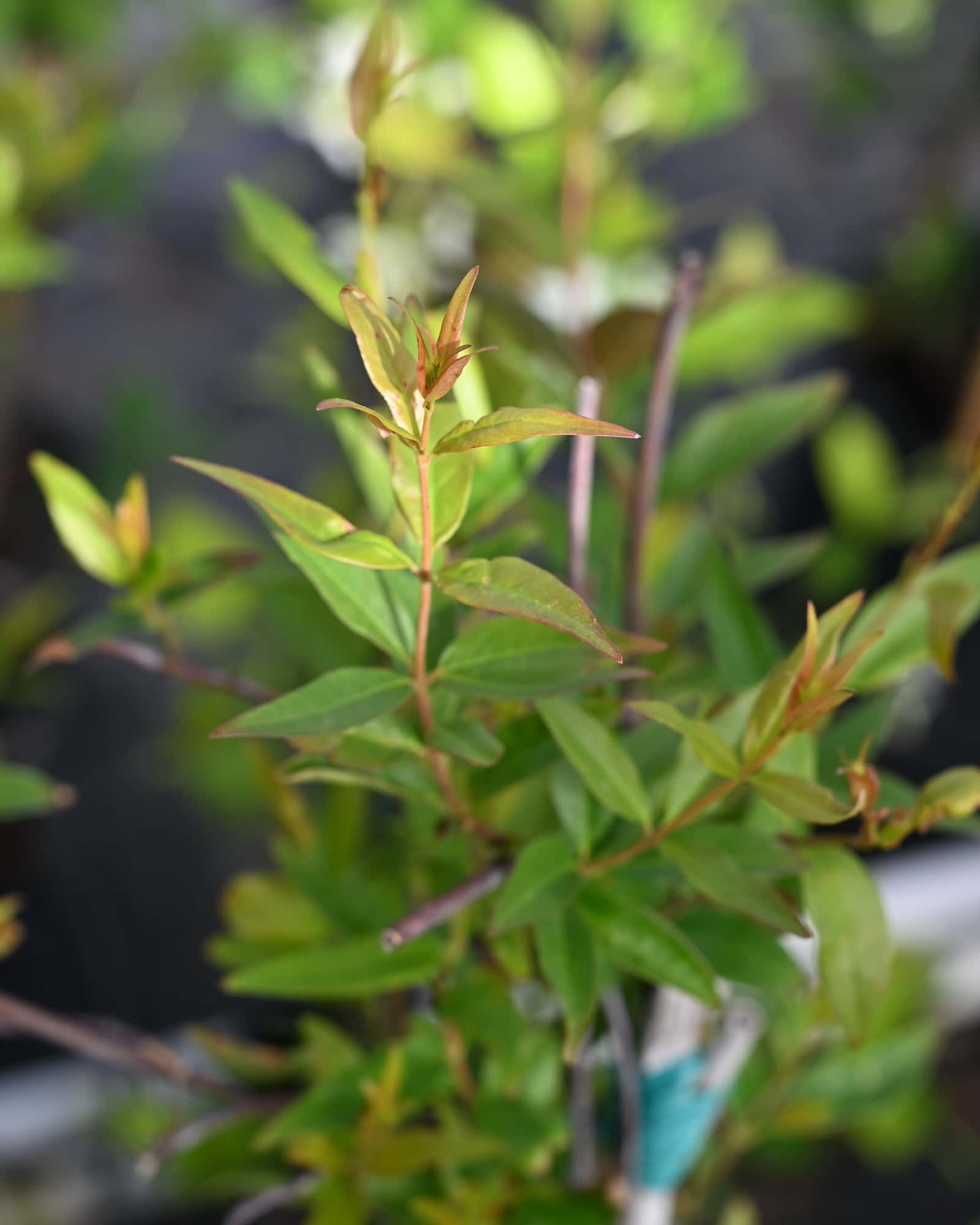 Pride of Augusta Carolina Jasmine - Image 1