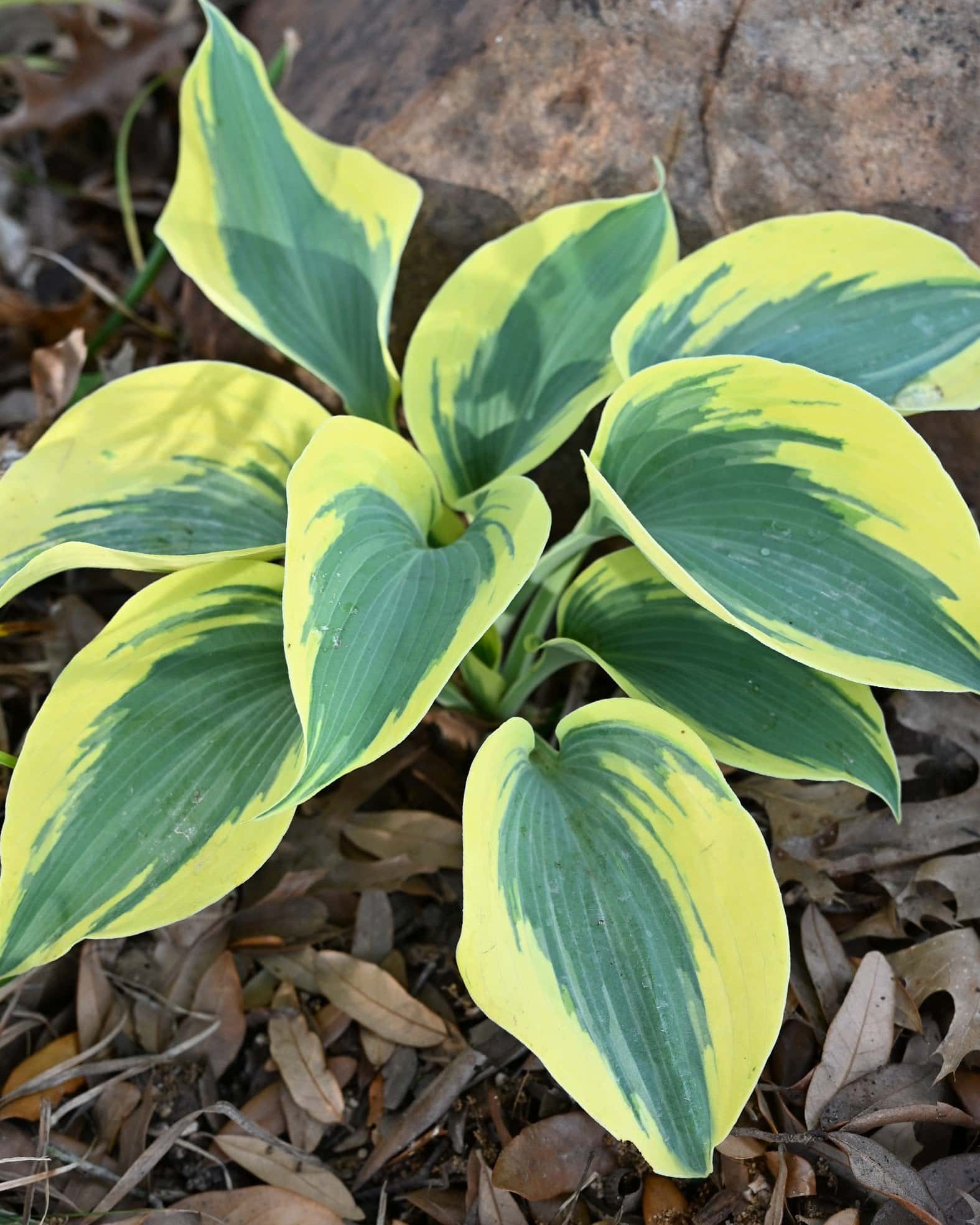 Shadowland Autumn Frost Hosta - Main Image