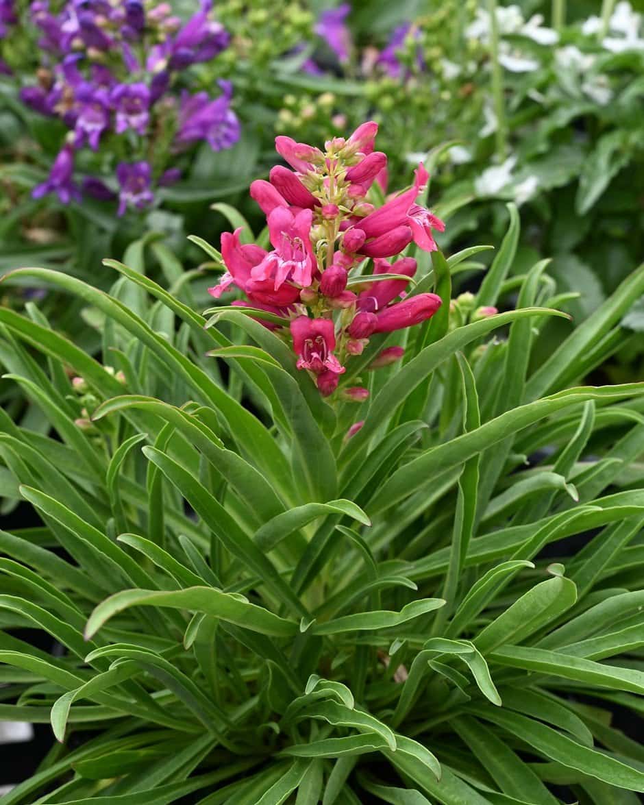 Rock Candy Ruby Penstemon - Main Image