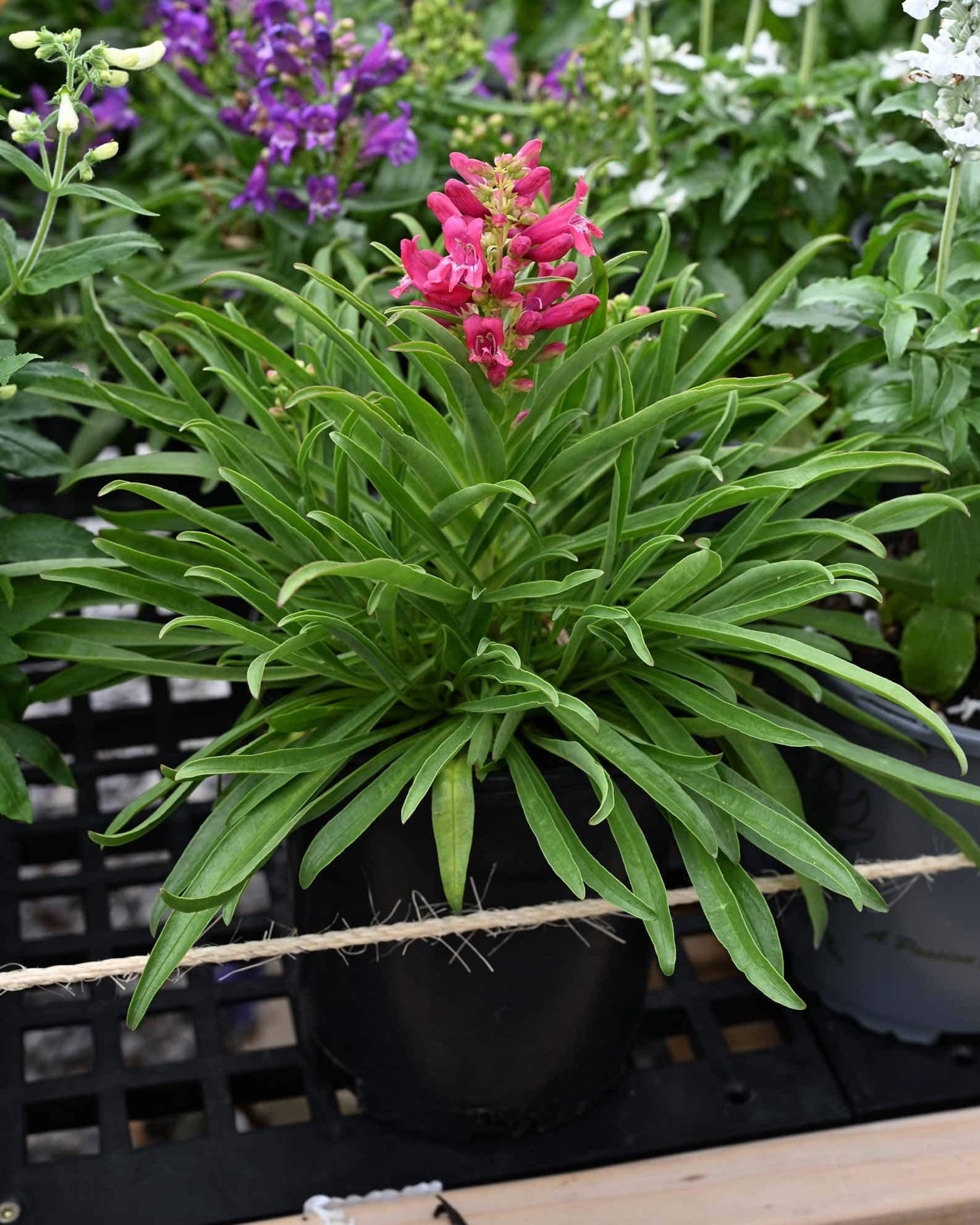 Rock Candy Ruby Penstemon - Image 1