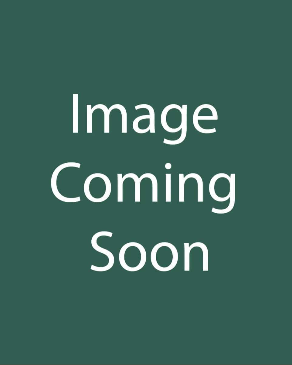 Densiformis Yew Cone - Main Image