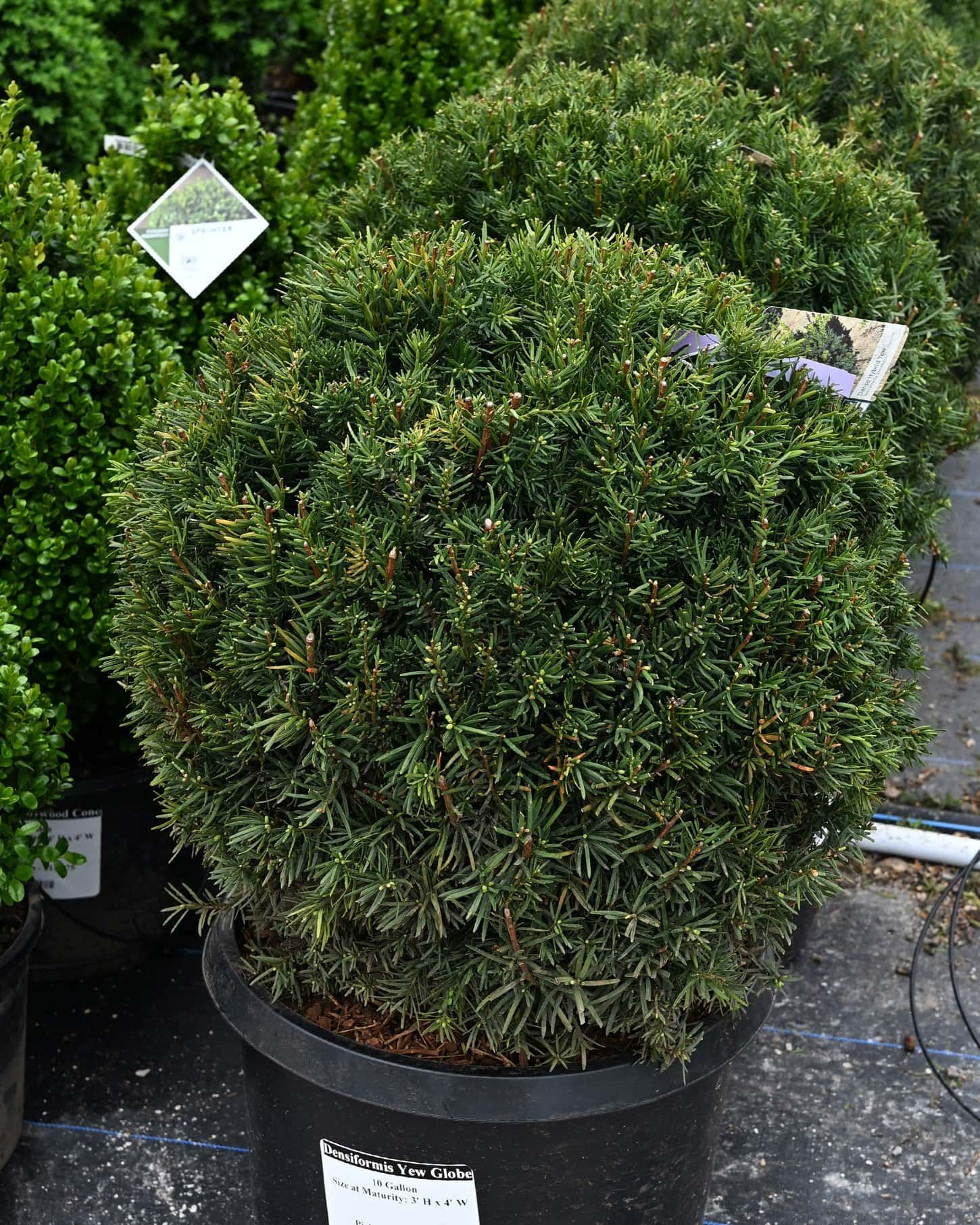 Densiformis Yew Globe - Main Image