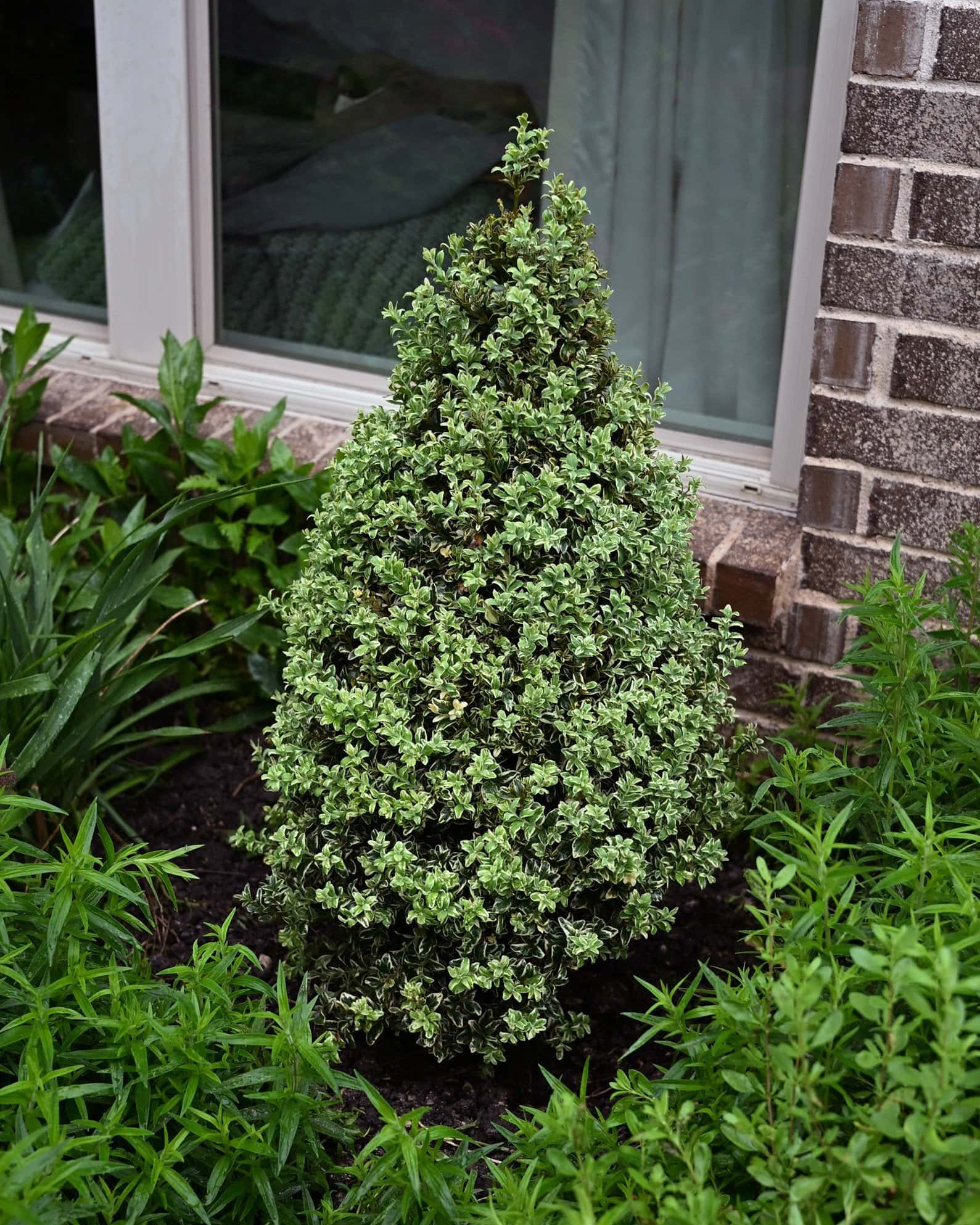 Elegantissima Variegated Boxwood Cone - Main Image