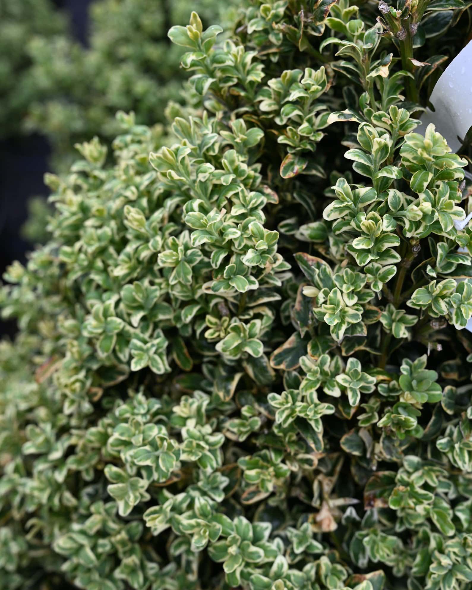 Elegantissima Variegated Boxwood Cone - Image 1