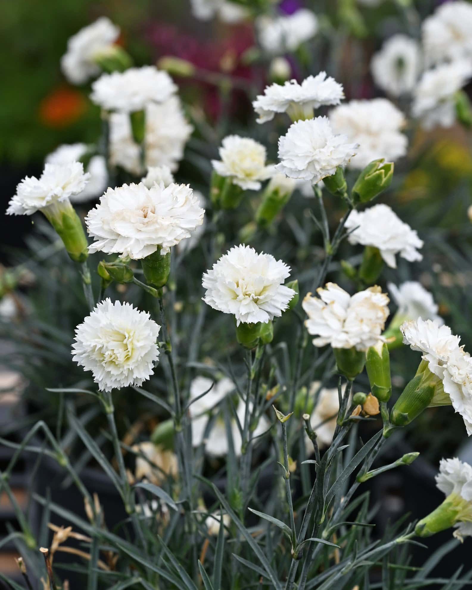 Scent First Memories Dianthus - Main Image