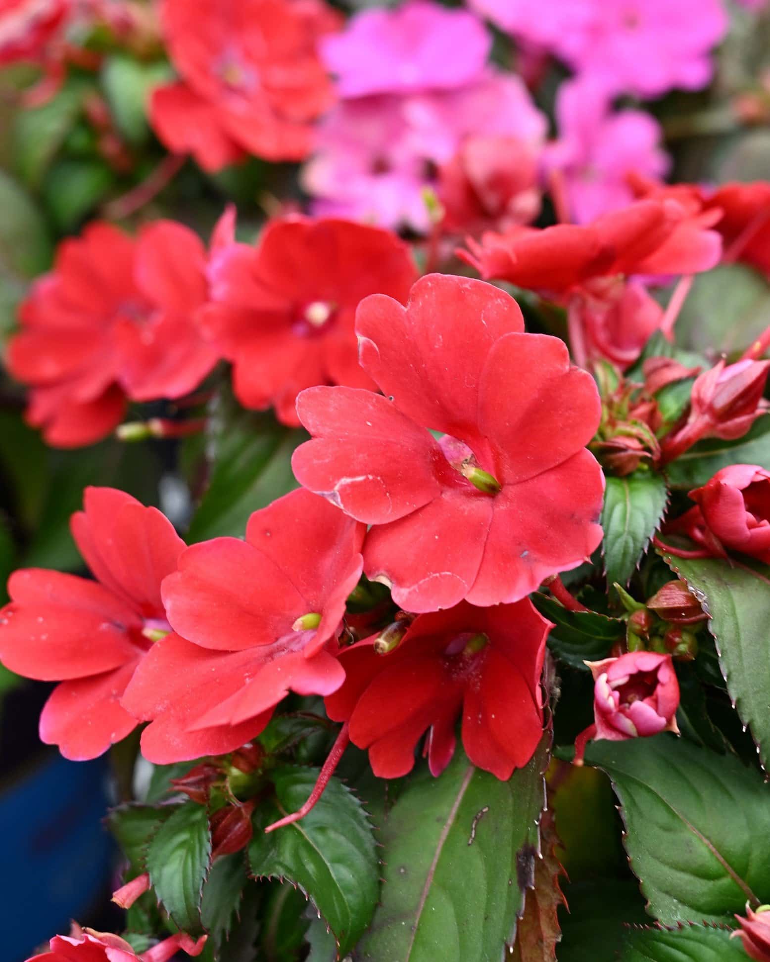 Sunpatiens Compact Deep Red Impatiens - Main Image