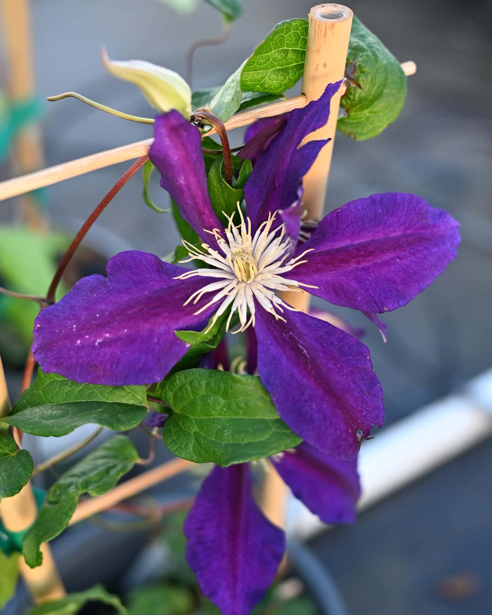 Jackmanii Superba Clematis - Main Image