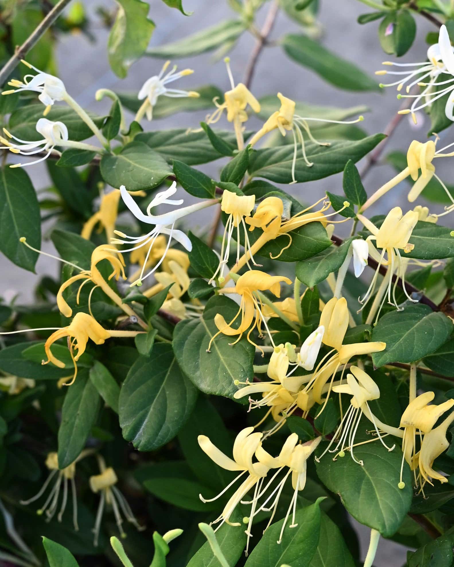 Hall's Honeysuckle - Main Image