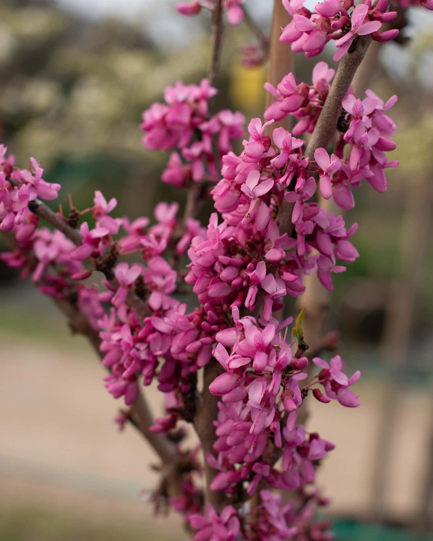 Bubble Gum Redbud - Main Image