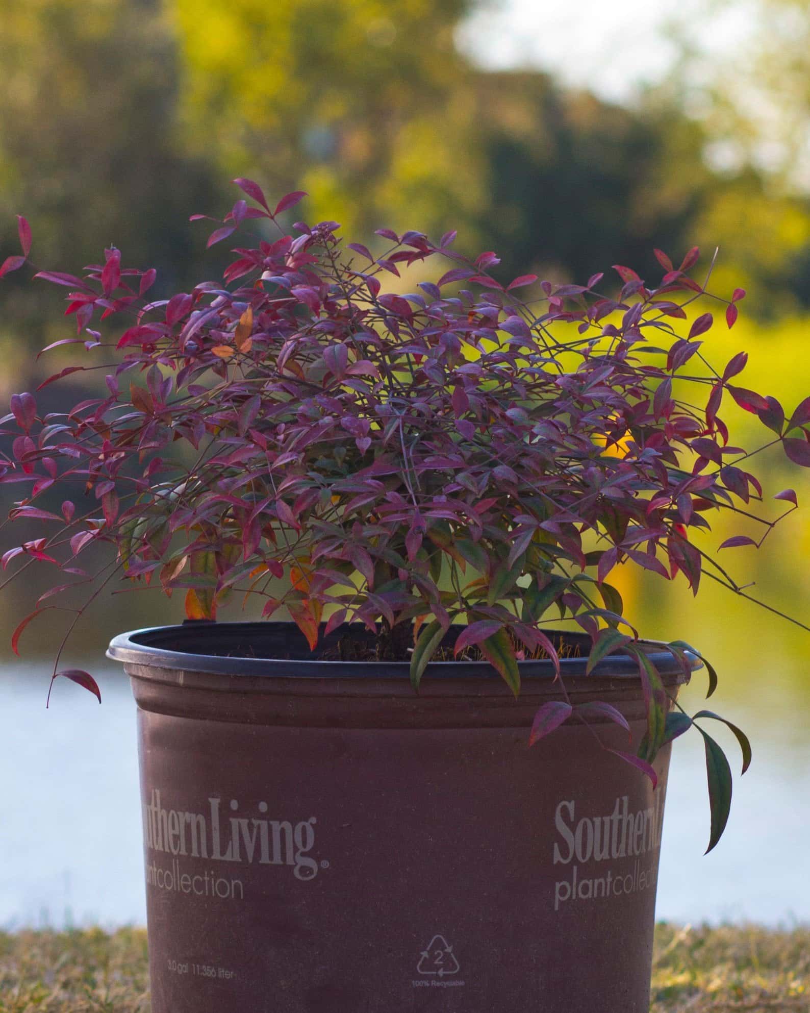 Flirt Nandina - Main Image