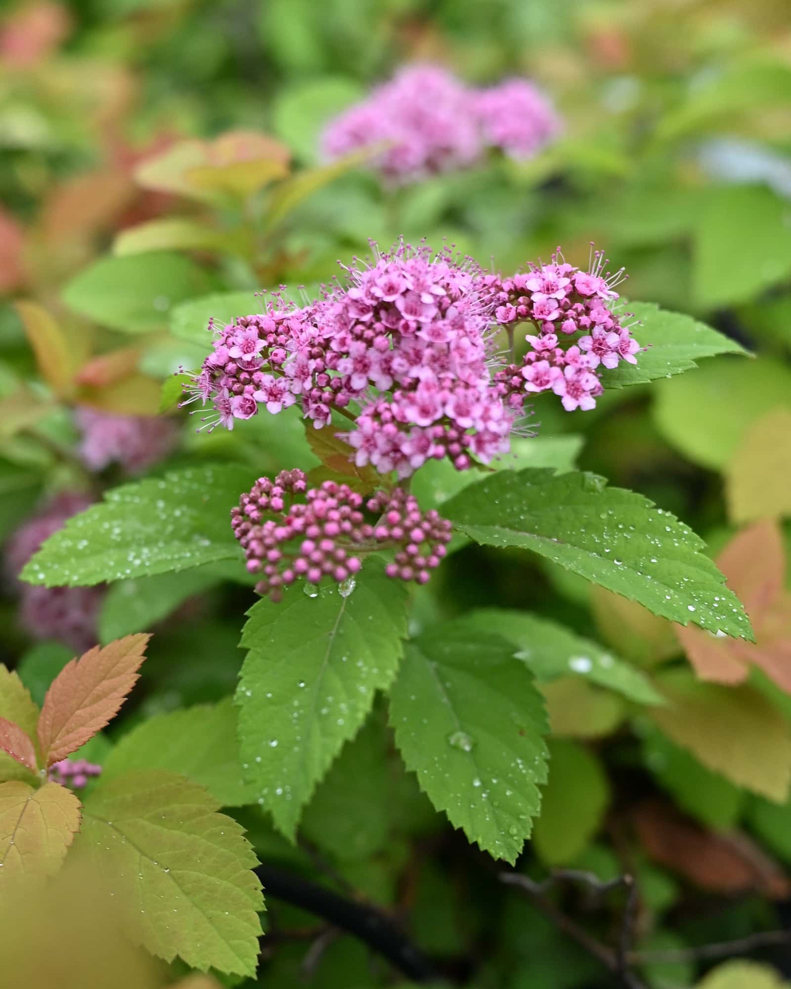 Goldmound Spirea - Main Image