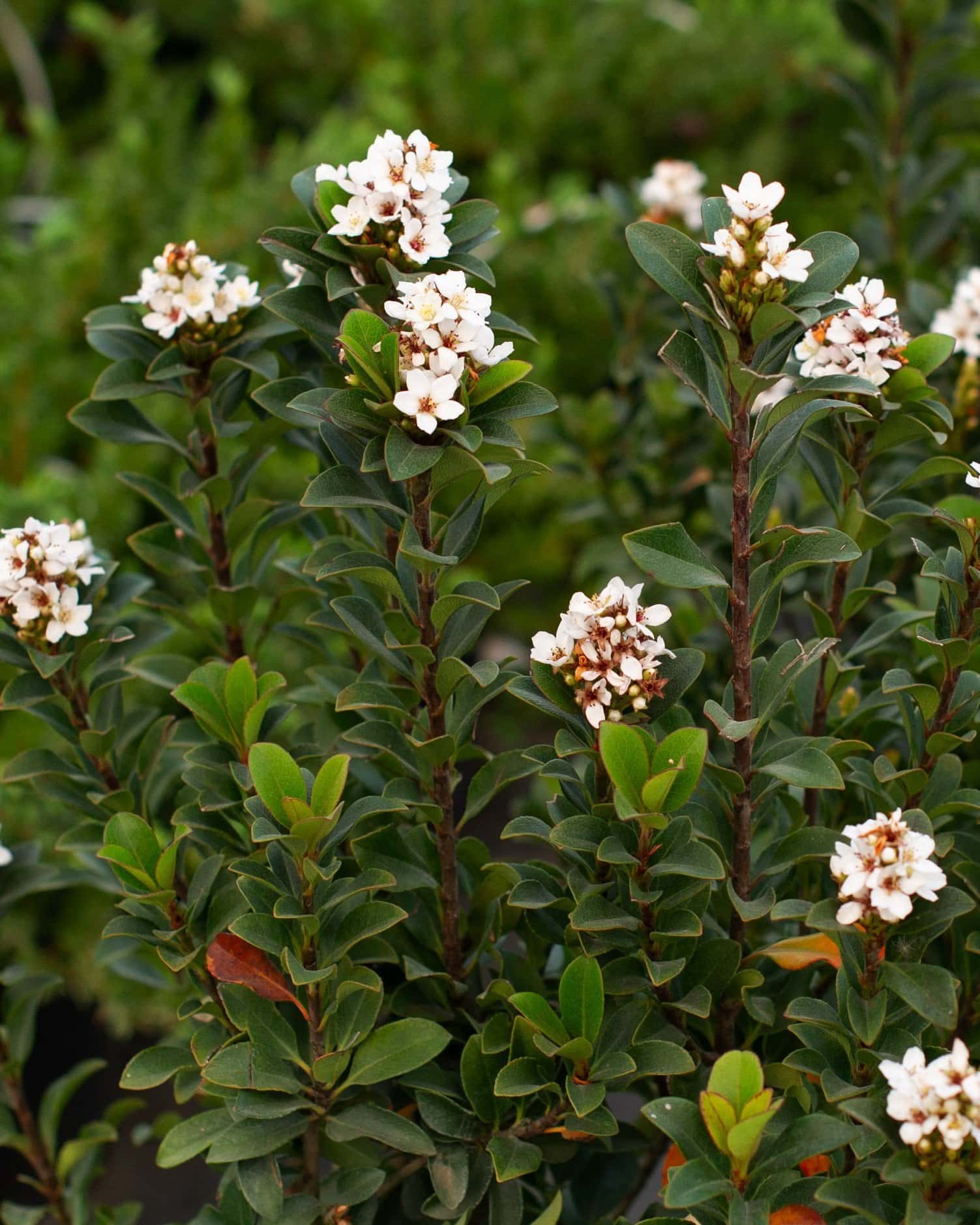 Indian Hawthorn Dwarf Umbellata - Main Image