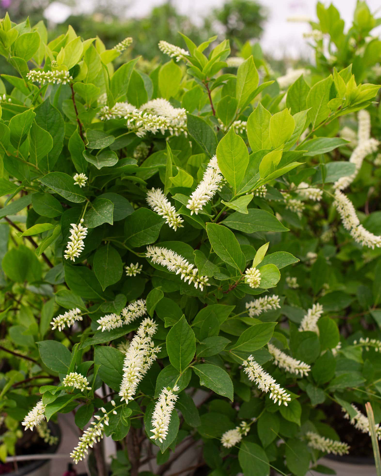 Little Henry Sweetspire - Main Image