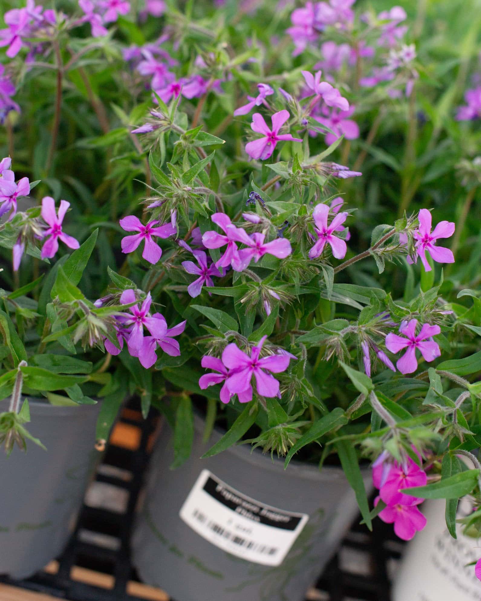 Paparazzi Jagger Phlox - Image 1