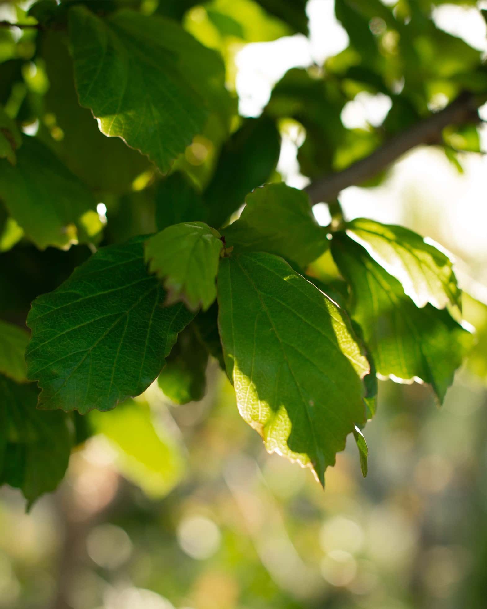 Persian Spire Ironwood Full to Ground - Main Image