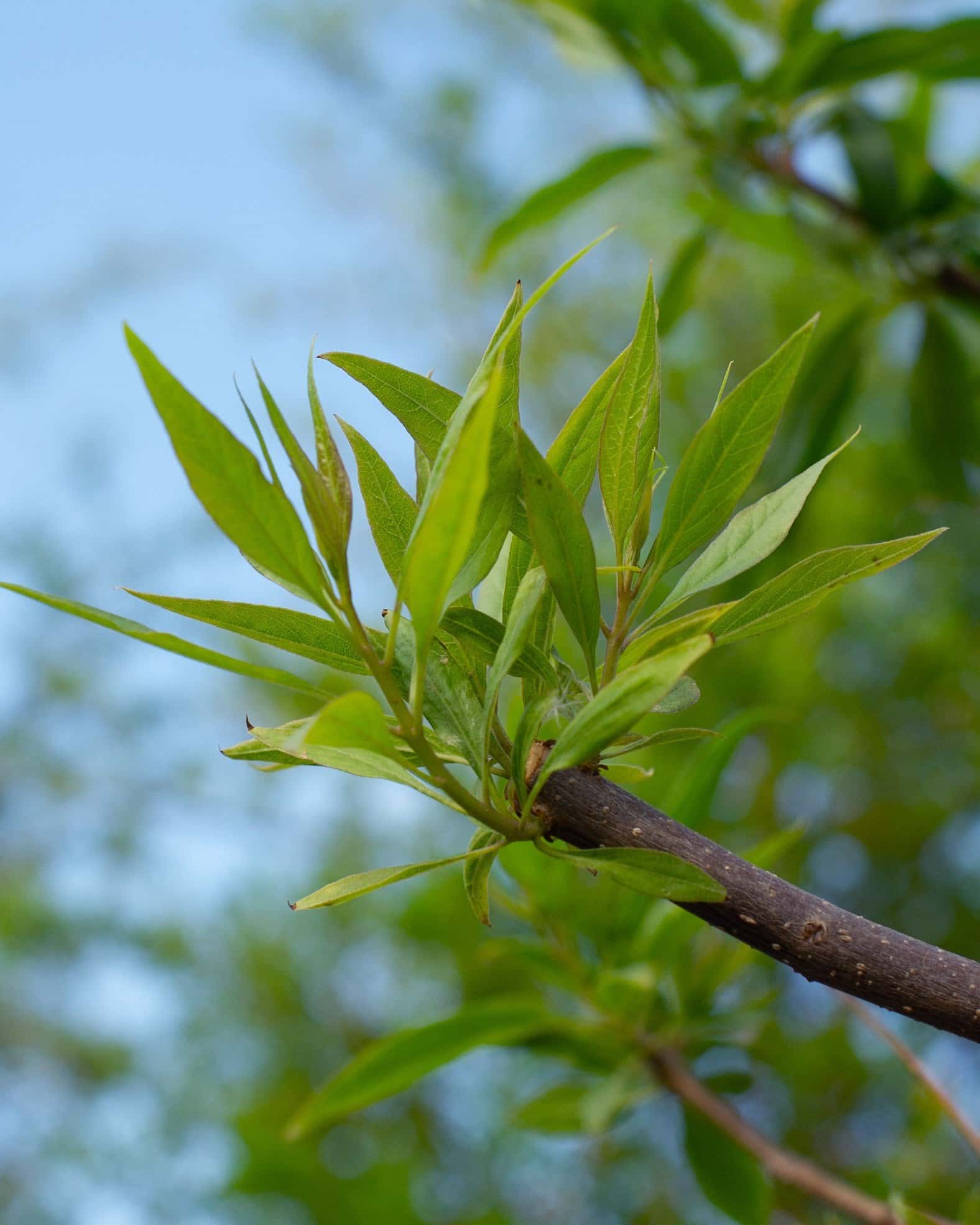 Pink Dawn Chitalpa - Main Image