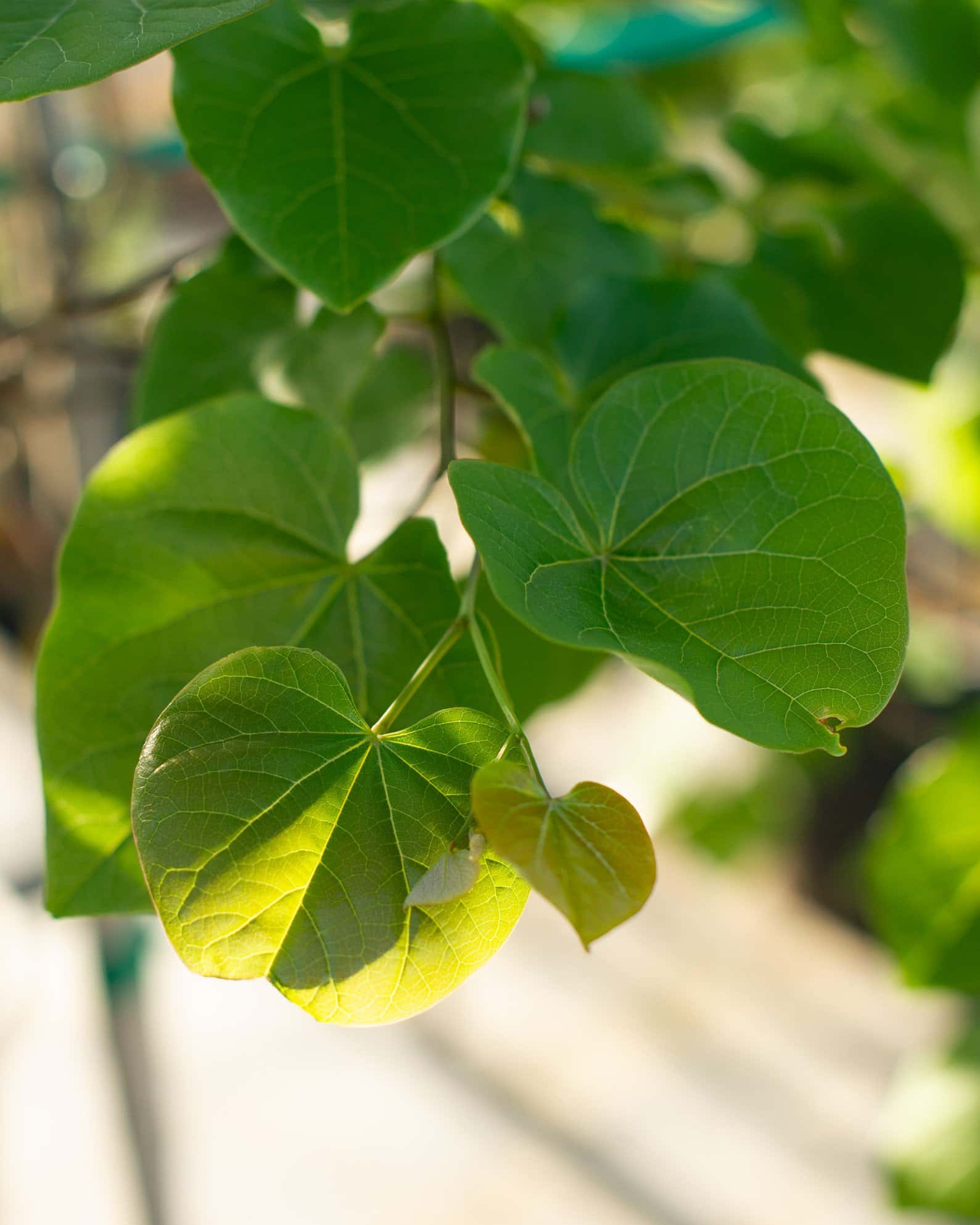 Pink Pom Poms Redbud - Image 1