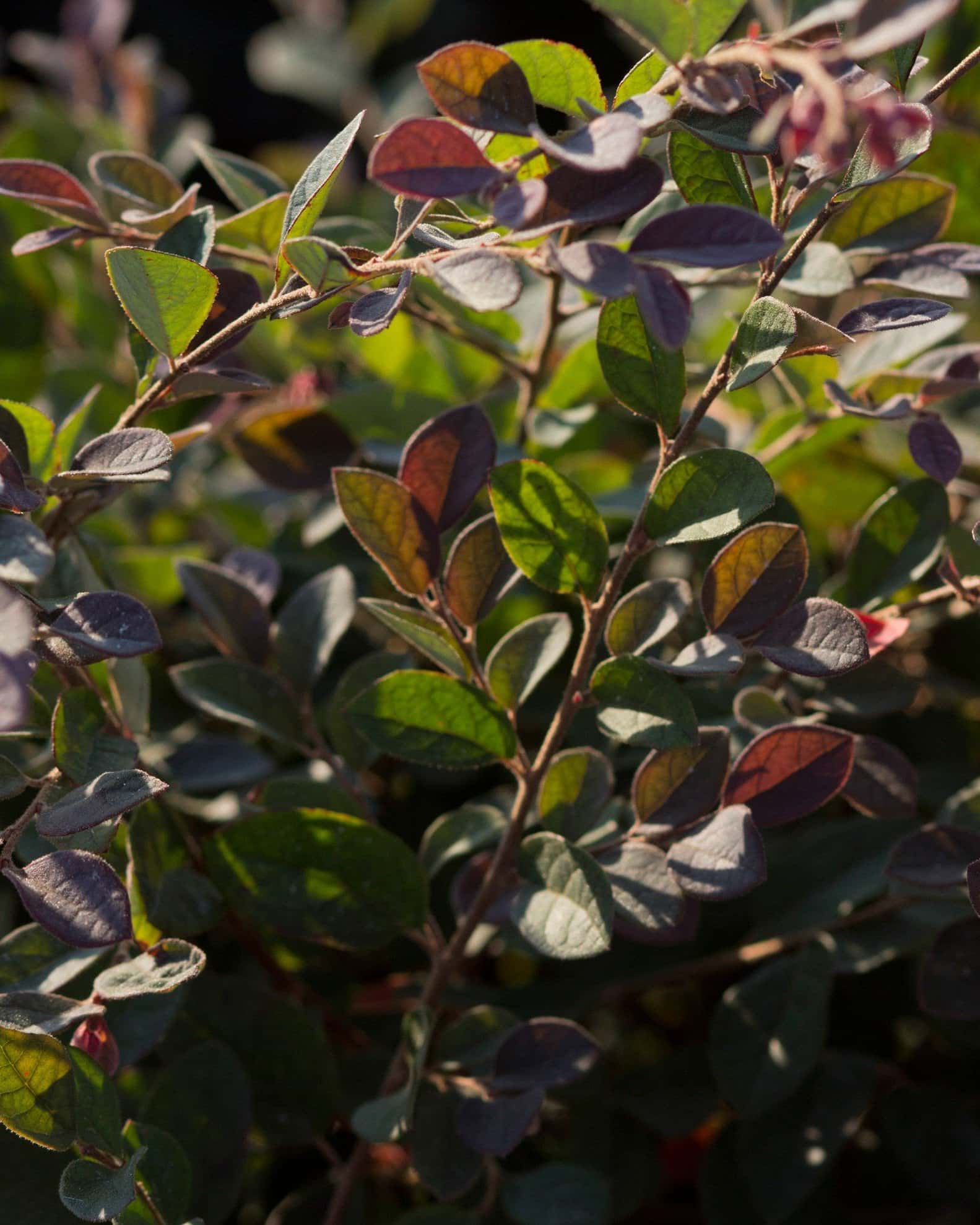 Plum Delight Loropetalum - Main Image