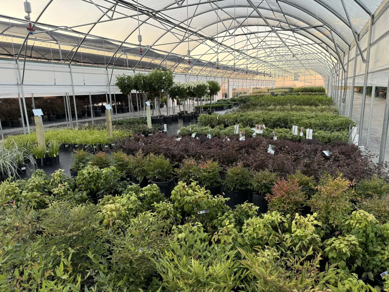 About Treeland Nursery