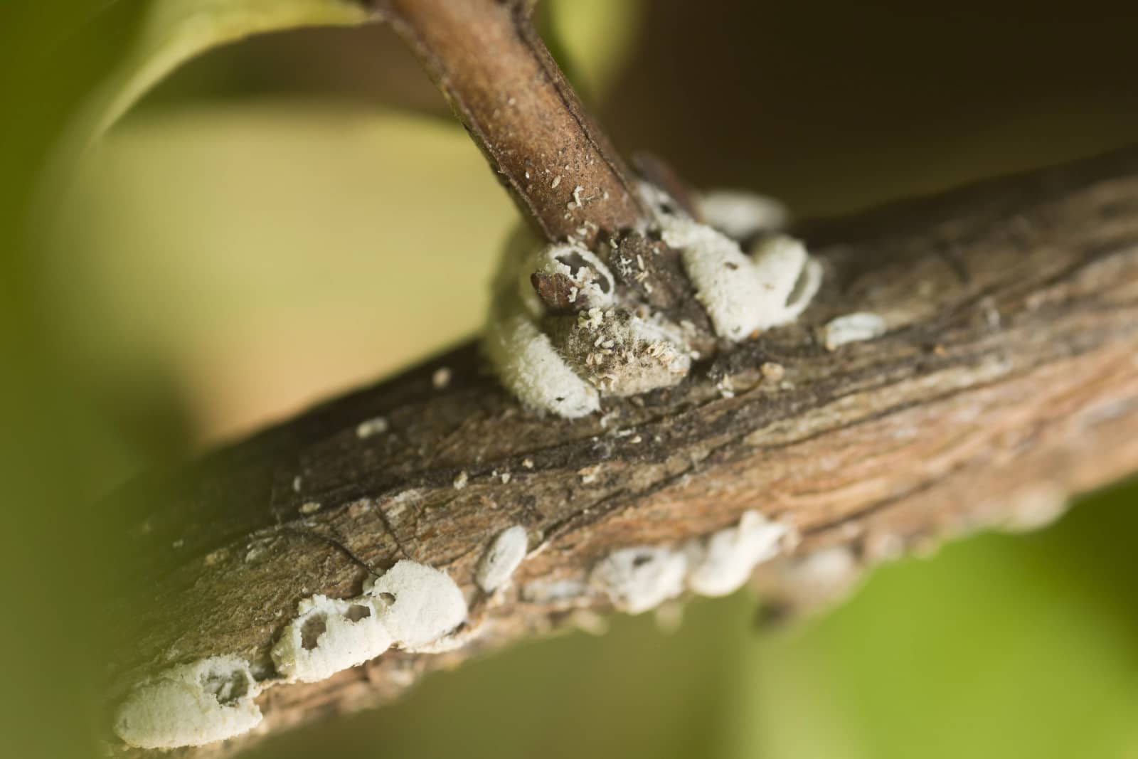 How to Kill Bark Scale on Crape Myrtles