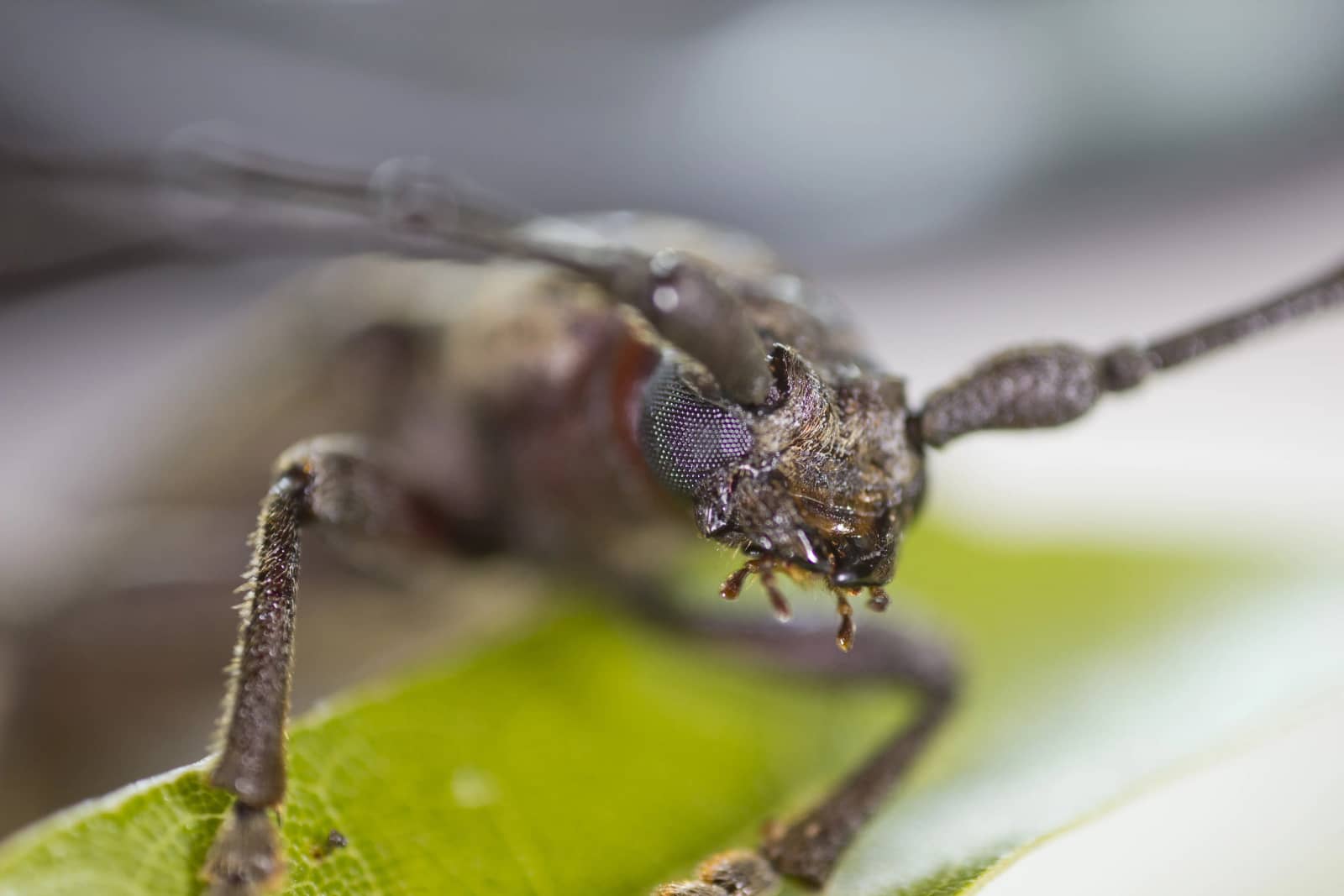 Tree Borers: A Homeowner's Guide to Early Detection and Control