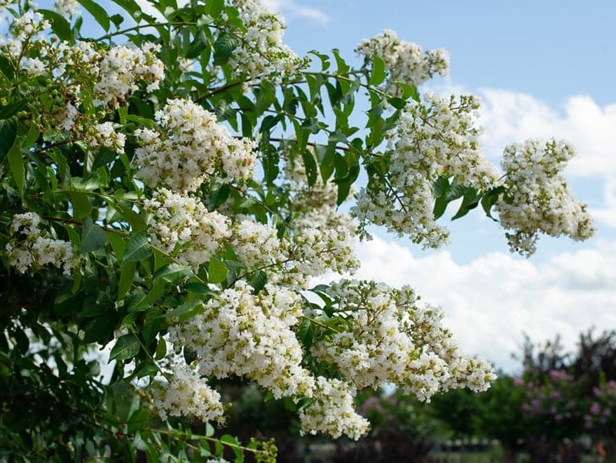 Natchez Crape Myrtle in bloom
