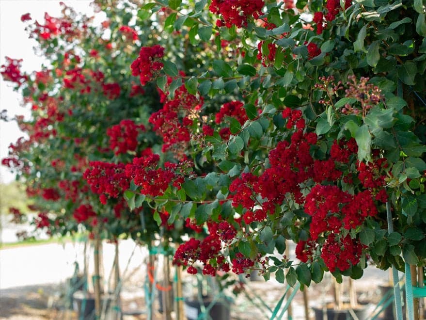 Scarlet Crape Myrtle tree