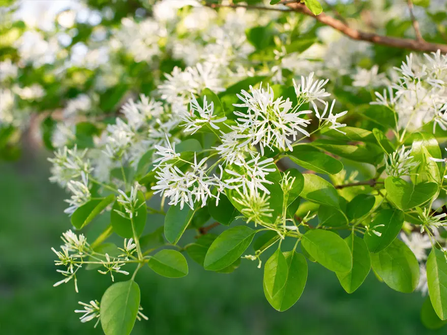 Chinese Fringe Tree in bloom