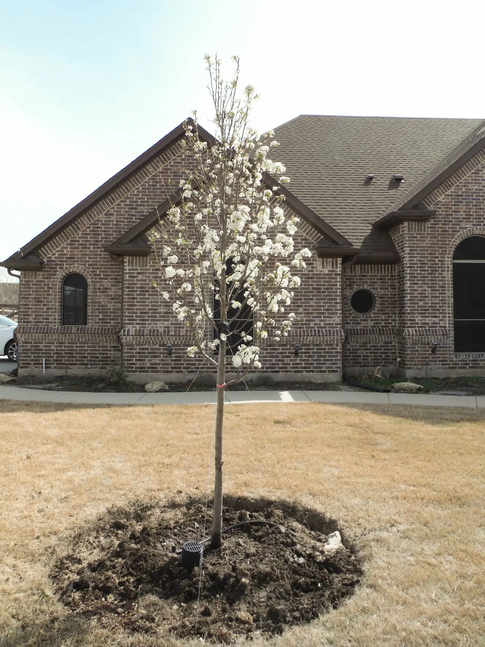 Cleveland Select Pear tree