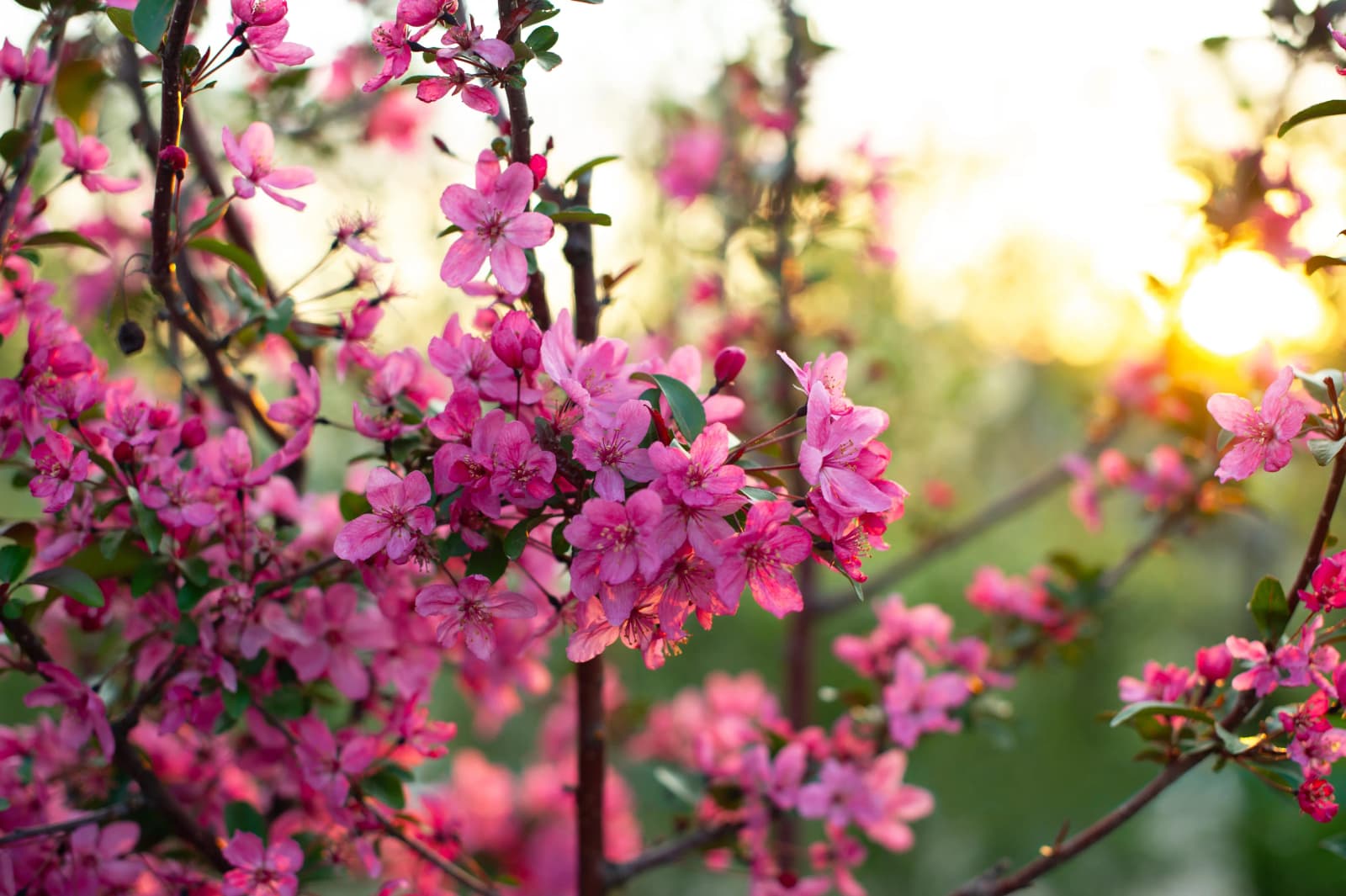 Close-up of Prairiefire Crabapple flowers