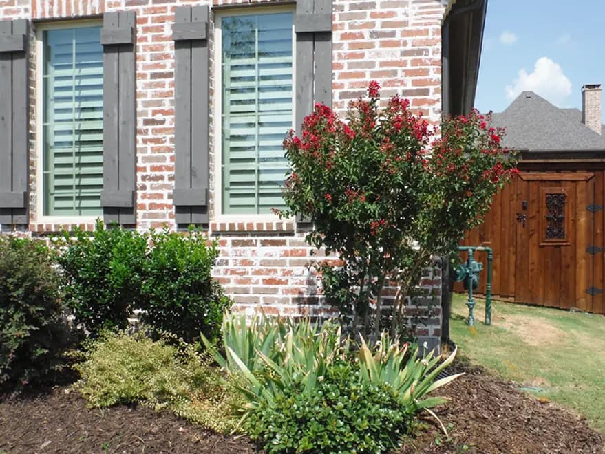 Flowering Tuscarora Crape Myrtle