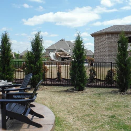 Eastern Red Cedar ‘Brodies’