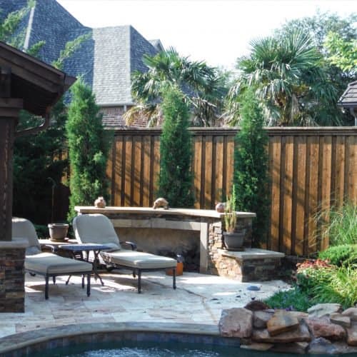 Eastern Red Cedar ‘Taylors’