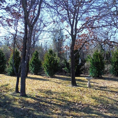 Eastern Red Cedar