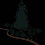 Evergreen Trees & Shrubs