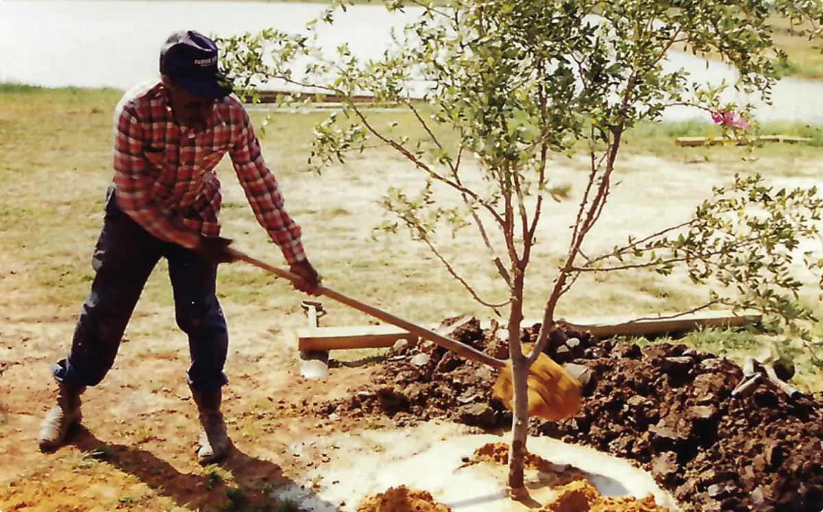 Farmer planting tree