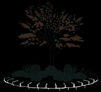 Ornamental Trees